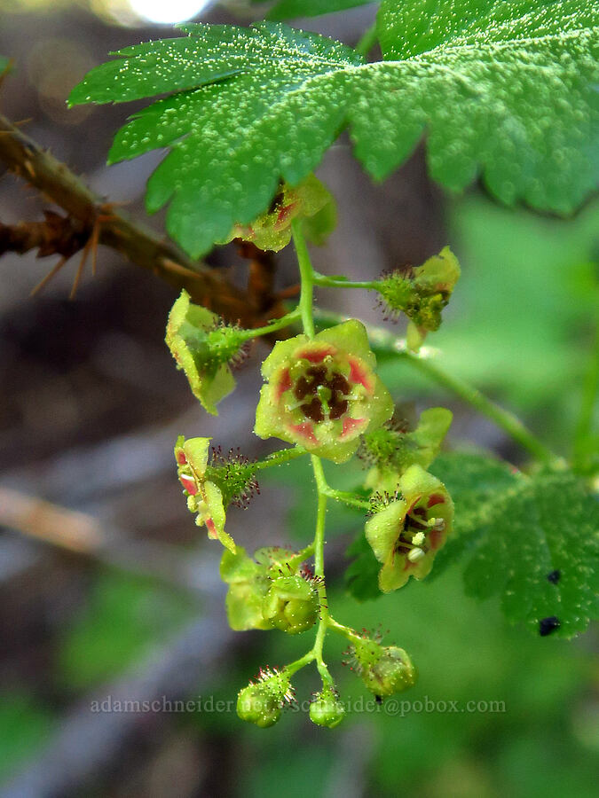 swamp currant (Ribes lacustre) [Lookout Mountain Trail, Ochoco National Forest, Crook County, Oregon]
