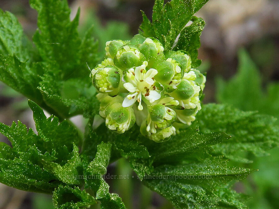 baneberry, budding (Actaea rubra) [Lookout Mountain Trail, Ochoco National Forest, Crook County, Oregon]