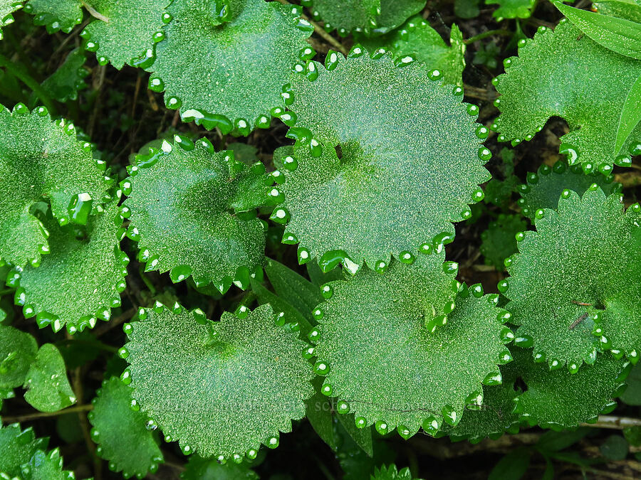 pollen on brook saxifrage leaves (Micranthes odontoloma (Saxifraga odontoloma)) [Lookout Mountain Trail, Ochoco National Forest, Crook County, Oregon]
