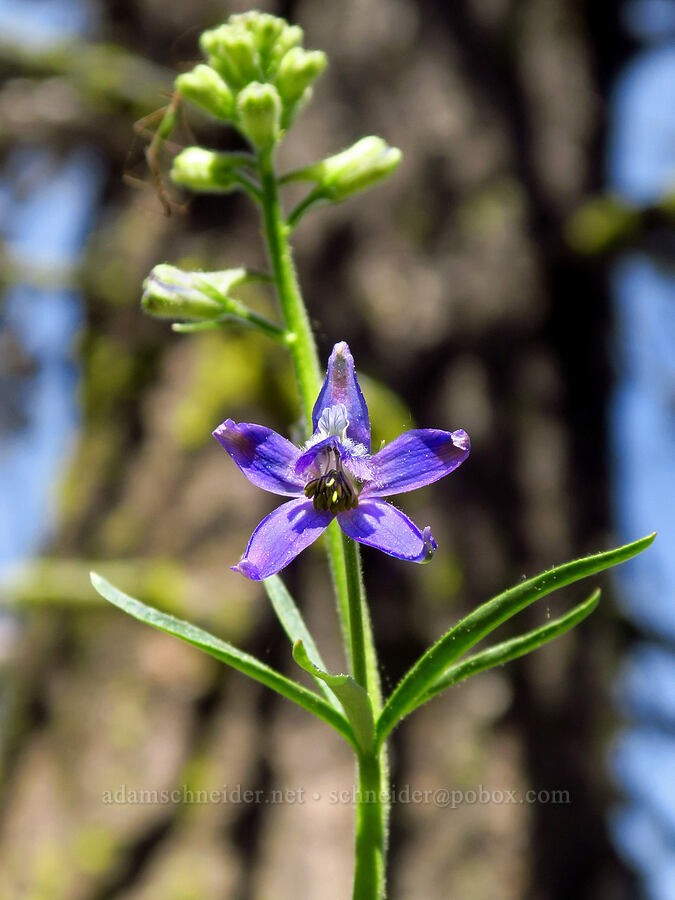 larkspur (Delphinium nuttallianum) [below North Point, Ochoco National Forest, Crook County, Oregon]