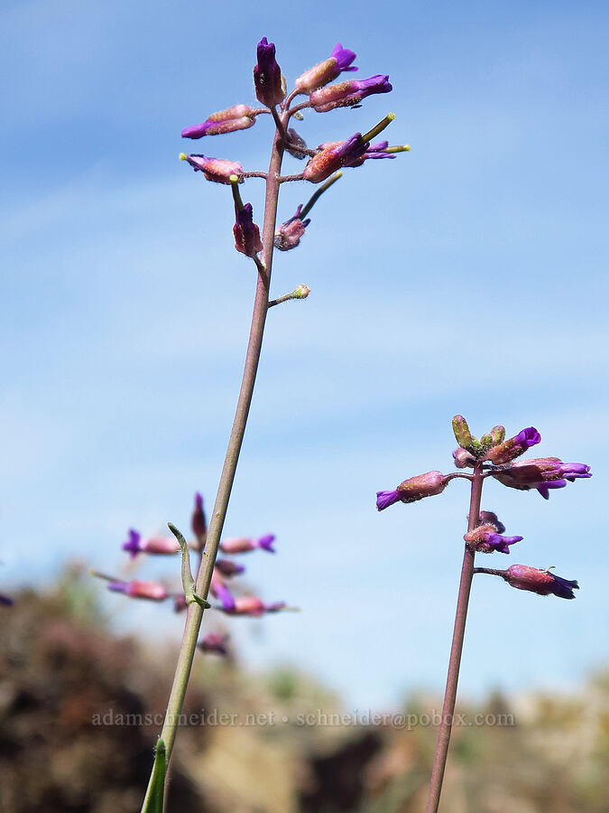 few-flowered rock-cress (Boechera pauciflora (Arabis sparsiflora var. subvillosa)) [Lookout Mountain Trail, Ochoco National Forest, Crook County, Oregon]