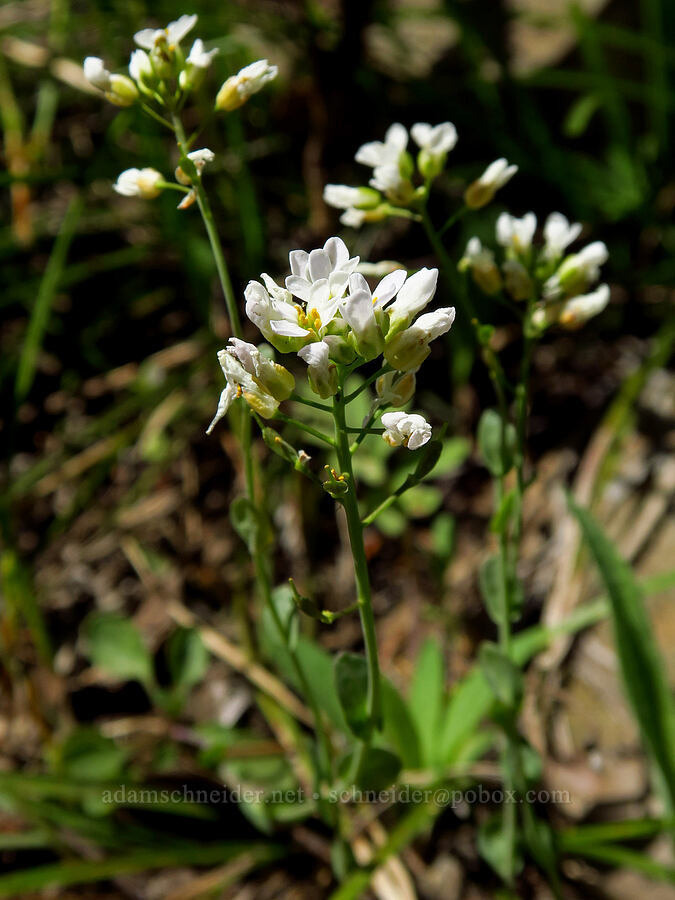 alpine penny-cress (Noccaea fendleri ssp. glauca (Thlaspi fendleri var. glaucum)) [Lookout Mountain Trail, Ochoco National Forest, Crook County, Oregon]