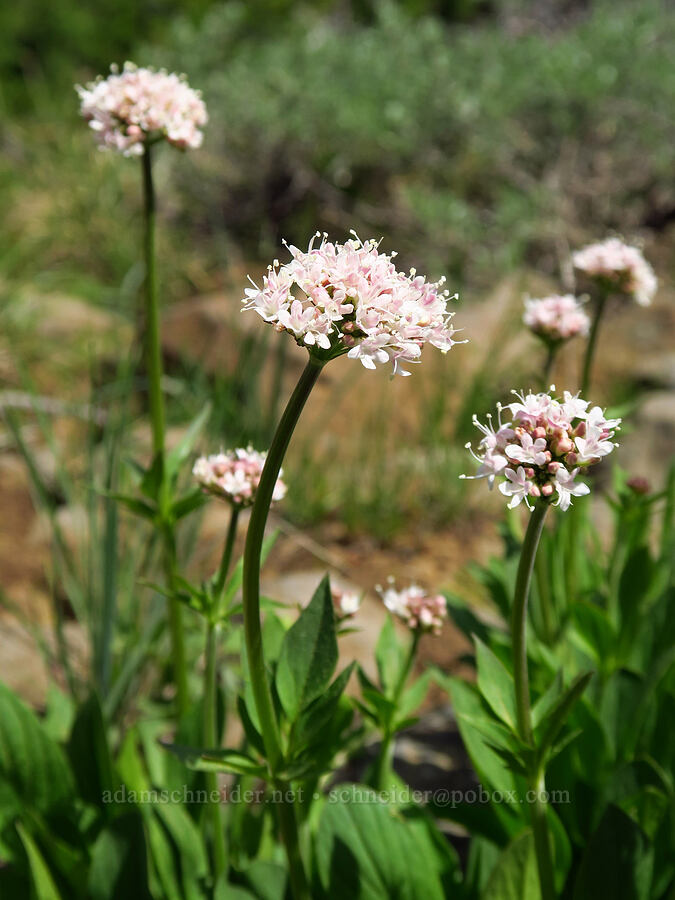 Sitka valerian (Valeriana sitchensis) [North Point, Lookout Mountain, Ochoco National Forest, Crook County, Oregon]