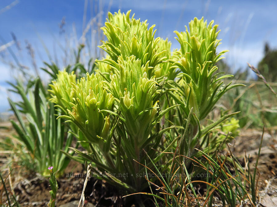 pale paintbrush (Castilleja oresbia) [North Point, Lookout Mountain, Ochoco National Forest, Crook County, Oregon]