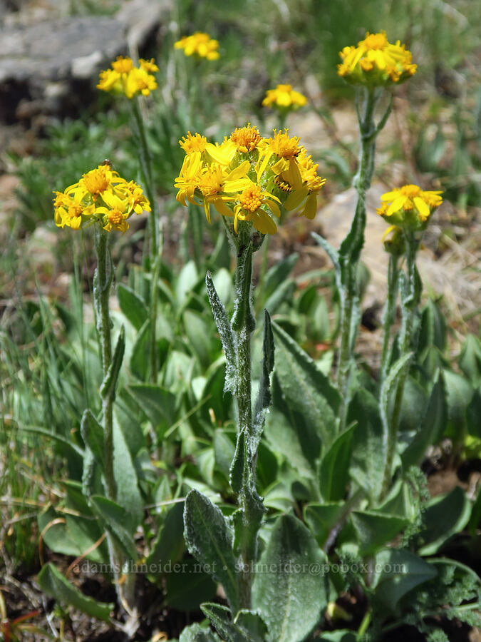 western groundsel (Senecio integerrimus var. exaltatus (Senecio integerrimus var. vaseyi)) [Lookout Mountain, Ochoco National Forest, Crook County, Oregon]