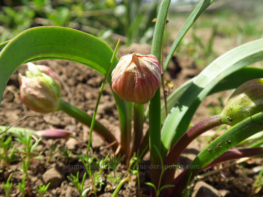 Tolmie's onion, budding (Allium tolmiei) [Lookout Mountain, Ochoco National Forest, Crook County, Oregon]