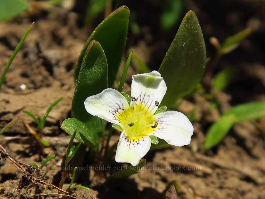 dwarf hesperochiron with 4 petals (Hesperochiron pumilus) [Lookout Mountain, Ochoco National Forest, Crook County, Oregon]