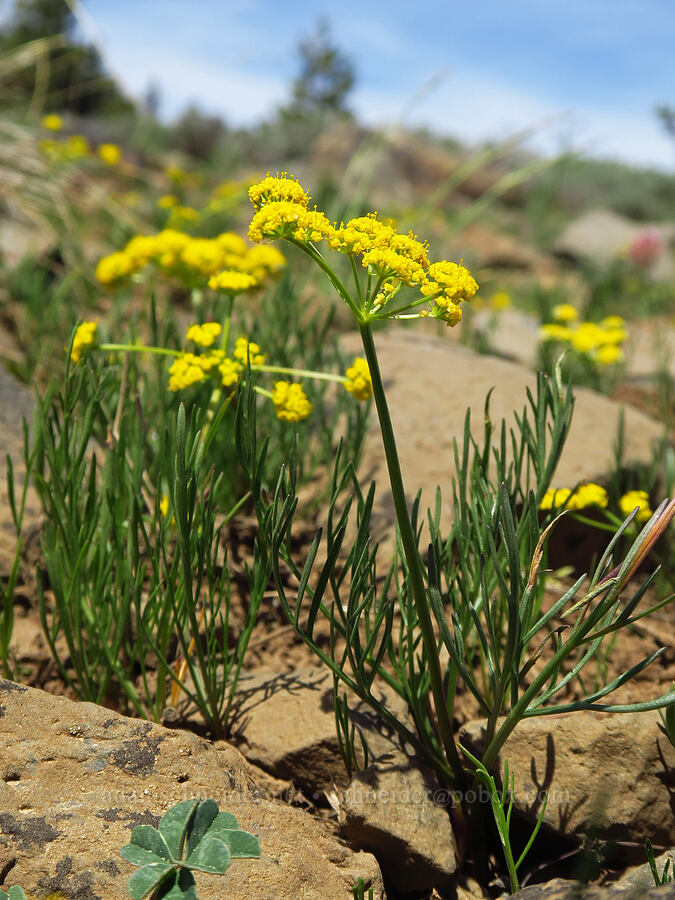 slender-fruited desert parsley (Lomatium leptocarpum (Lomatium bicolor var. leptocarpum)) [Lookout Mountain, Ochoco National Forest, Crook County, Oregon]