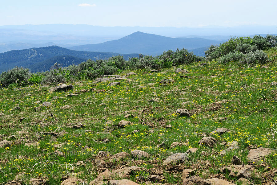 slender-fruited desert parsley (Lomatium leptocarpum (Lomatium bicolor var. leptocarpum)) [Line Butte Tie Trail, Ochoco National Forest, Crook County, Oregon]