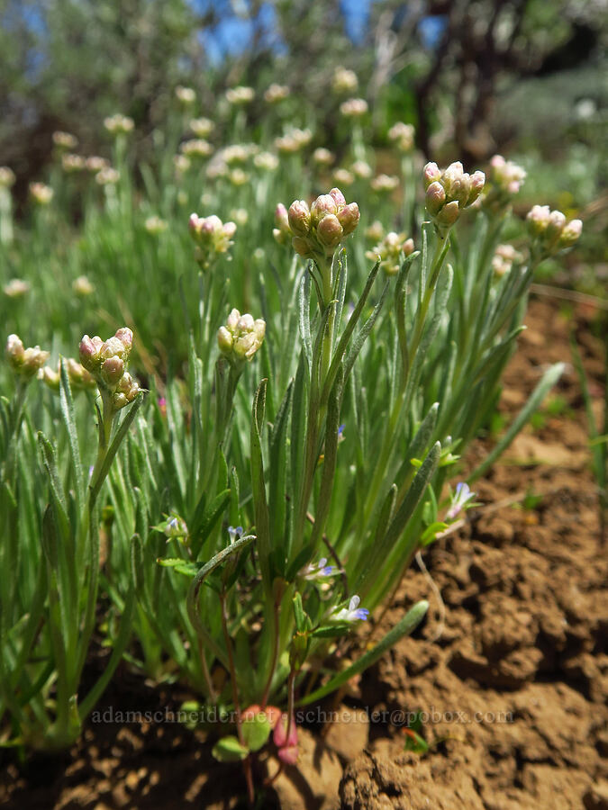 wood-rush pussy-toes (Antennaria luzuloides) [Line Butte Tie Trail, Ochoco National Forest, Crook County, Oregon]
