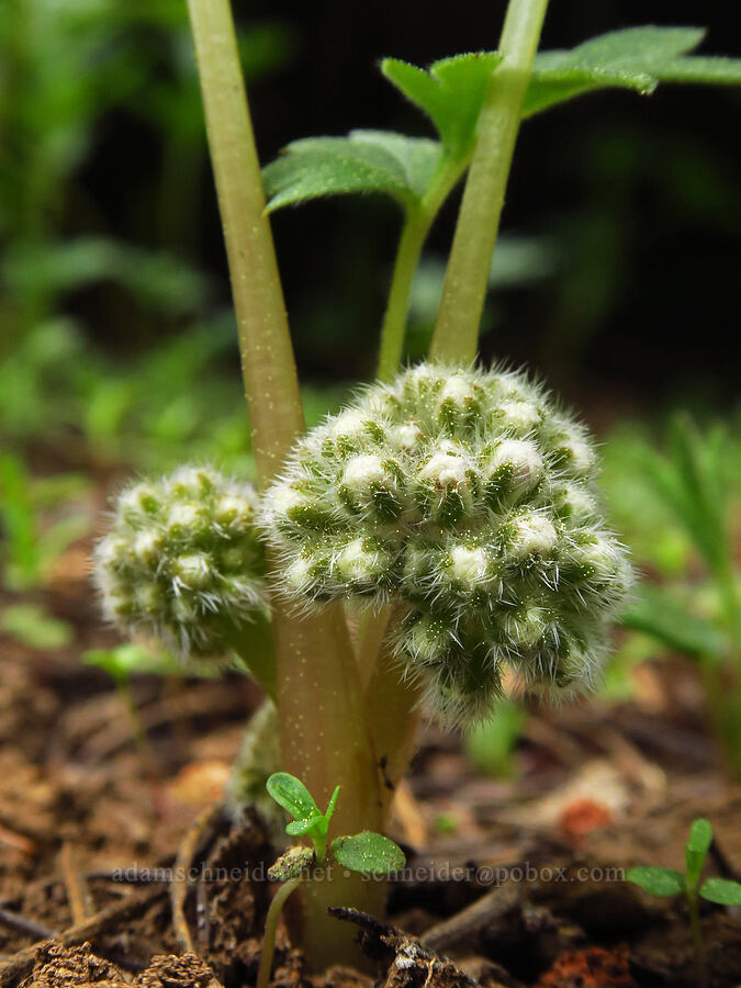 ball-head waterleaf (Hydrophyllum capitatum var. capitatum) [Independent Mine Trail, Ochoco National Forest, Crook County, Oregon]