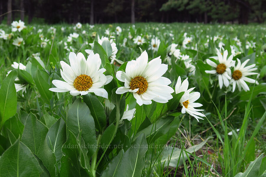 white mule's-ears (Wyethia helianthoides) [Forest Road 27, Ochoco National Forest, Crook County, Oregon]