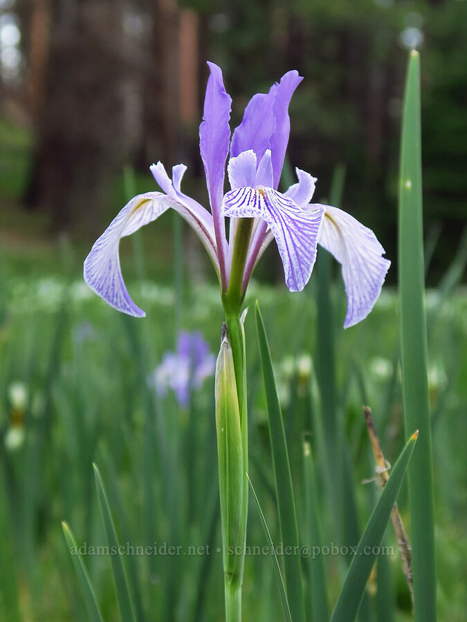 western blue flag iris (Iris missouriensis) [Forest Road 27, Ochoco National Forest, Crook County, Oregon]