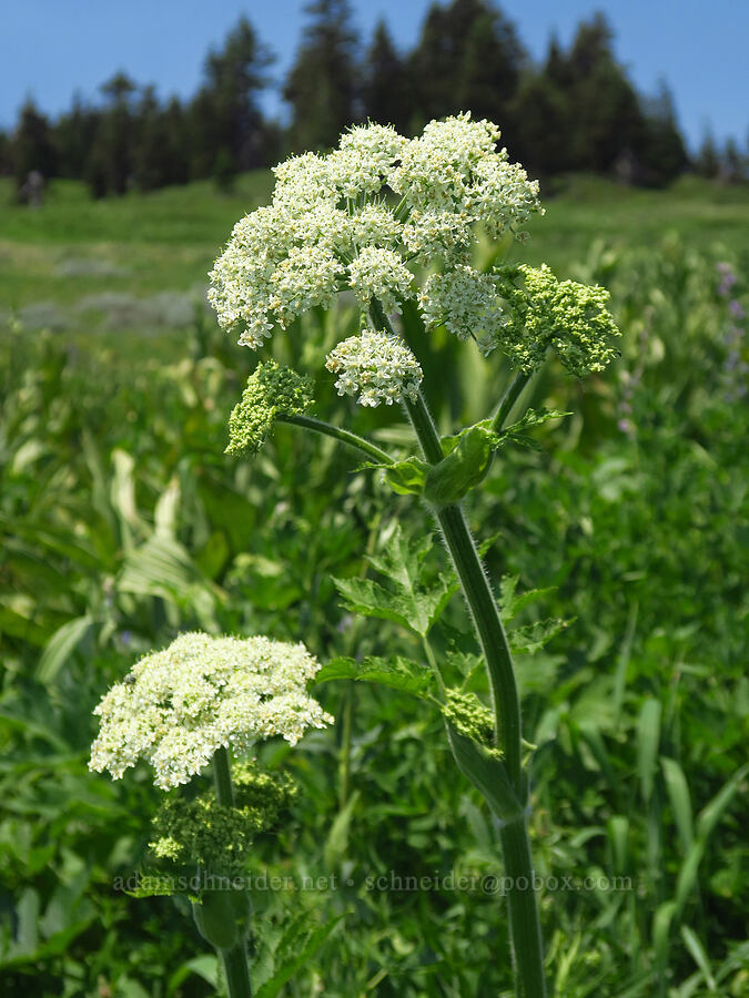 cow parsnip (Heracleum maximum) [Mt. Ashland Meadows, Klamath National Forest, Jackson County, Oregon]