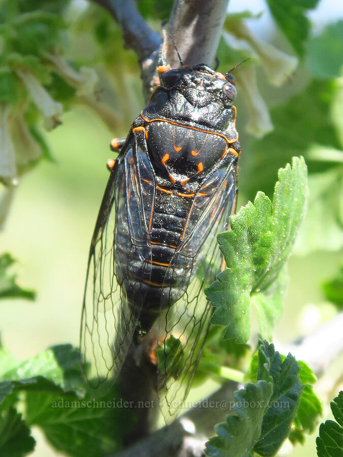 whip cicada on wax currant (Okanagana sp., Ribes cereum) [Pacific Crest Trail, Klamath National Forest, Jackson County, Oregon]