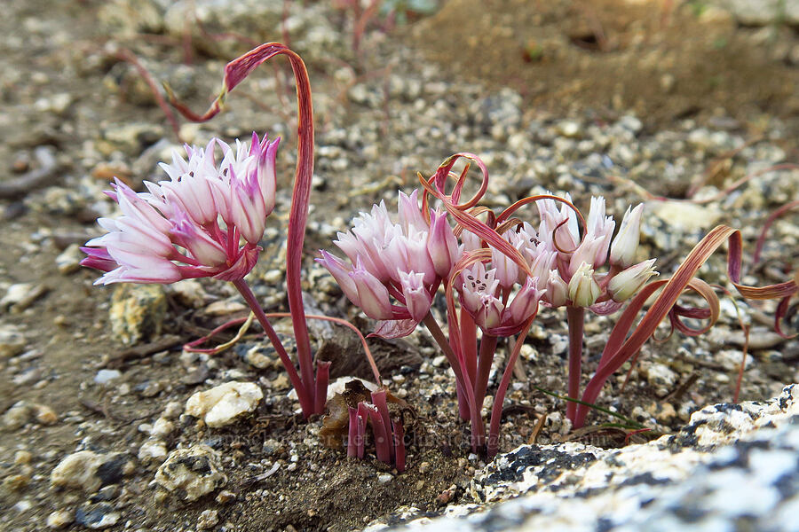 Siskiyou onions (Allium siskiyouense) [Siskiyou Peak, Klamath National Forest, Jackson County, Oregon]