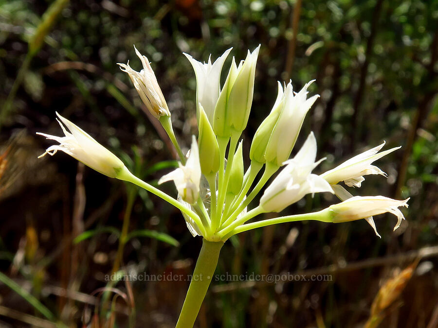taper-tip onion (Allium acuminatum) [Little Badger Creek Canyon, Badger Creek Wilderness, Wasco County, Oregon]