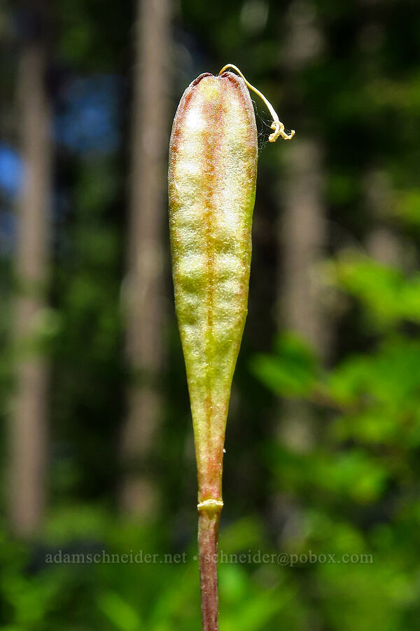 glacier lily seed-pod (Erythronium grandiflorum) [Little Badger Trail, Badger Creek Wilderness, Wasco County, Oregon]