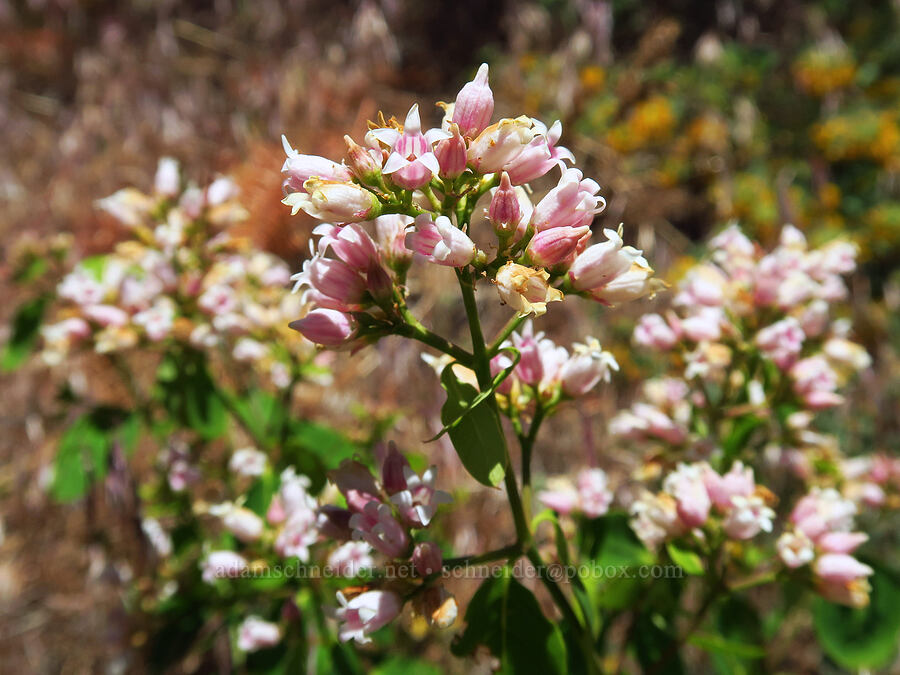 spreading dogbane (Apocynum androsaemifolium) [Little Badger Trail, Badger Creek Wilderness, Wasco County, Oregon]