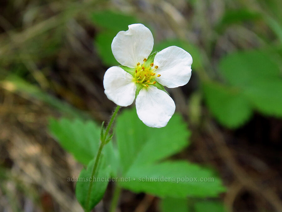 strawberry flower with 4 petals (Fragaria vesca) [Little Badger Trail, Badger Creek Wilderness, Wasco County, Oregon]