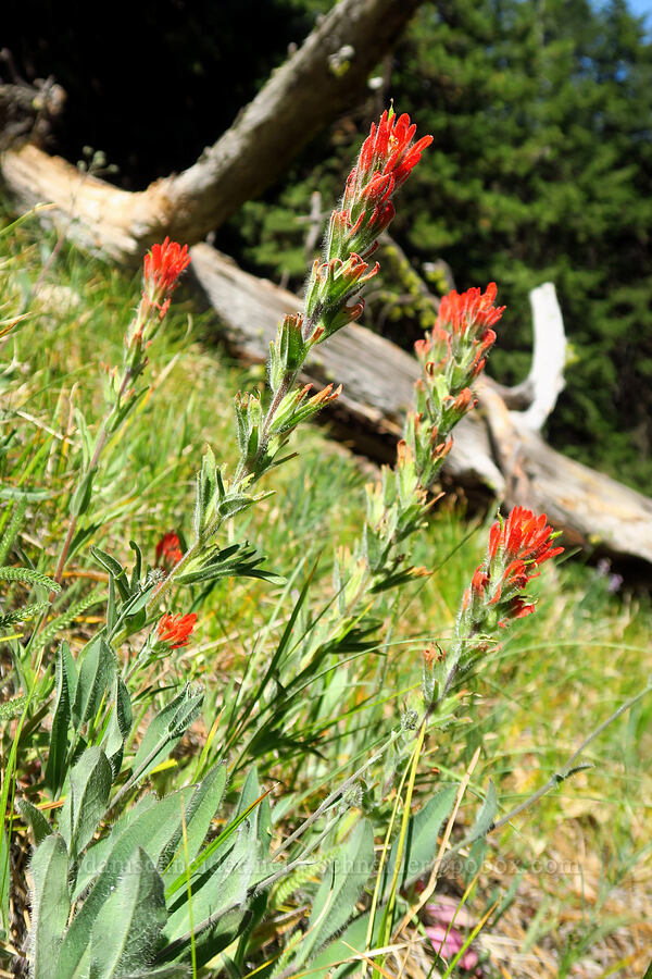 harsh paintbrush (Castilleja hispida) [Little Badger Trail, Badger Creek Wilderness, Wasco County, Oregon]