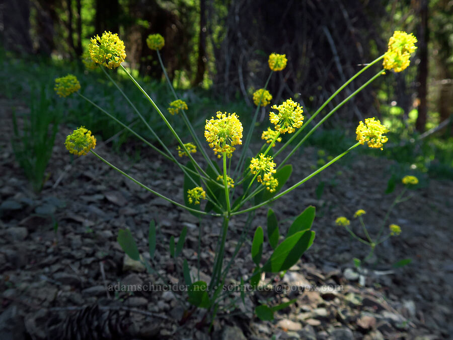 bare-stem desert parsley (Lomatium nudicaule) [Stafford Creek Trail, Okanogan-Wenatchee National Forest, Kittitas County, Washington]