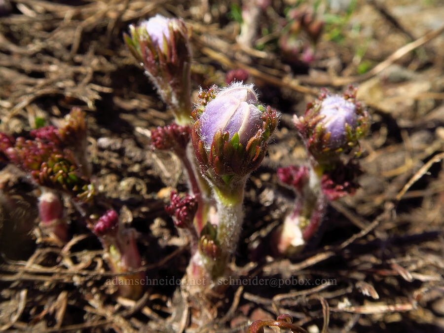 Drummond's anemones, budding (Anemone drummondii) [Navaho Pass, Okanogan-Wenatchee National Forest, Chelan County, Washington]
