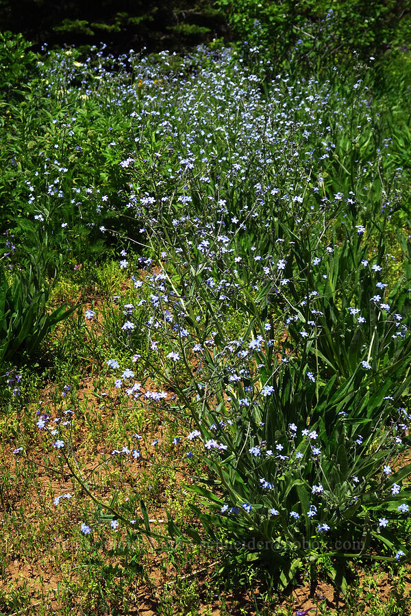 clouds of blue stick-seed (Hackelia micrantha (Hackelia jessicae)) [Teanaway Ridge Trail, Okanogan-Wenatchee National Forest, Kittitas County, Washington]