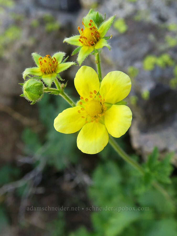 Austin's Nevada cinquefoil (Drymocallis lactea var. austiniae (Potentilla glandulosa var. austiniae)) [Aldrich Mountain, Malheur National Forest, Grant County, Oregon]
