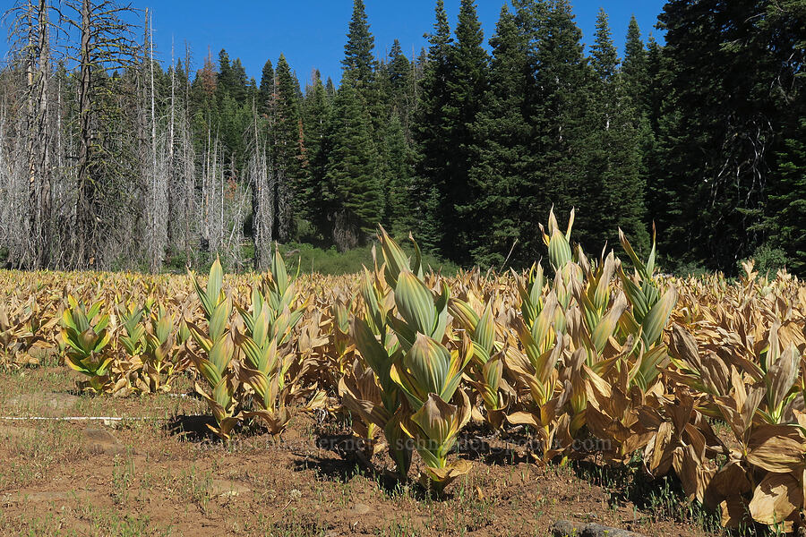 California corn lilies (Veratrum californicum) [Cabbage Patch Spring, Malheur National Forest, Grant County, Oregon]