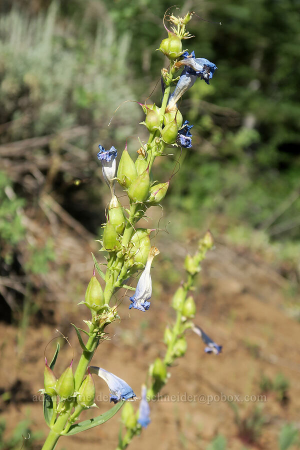 showy penstemon seed capsules (Penstemon speciosus) [Forest Road 2150, Malheur National Forest, Grant County, Oregon]