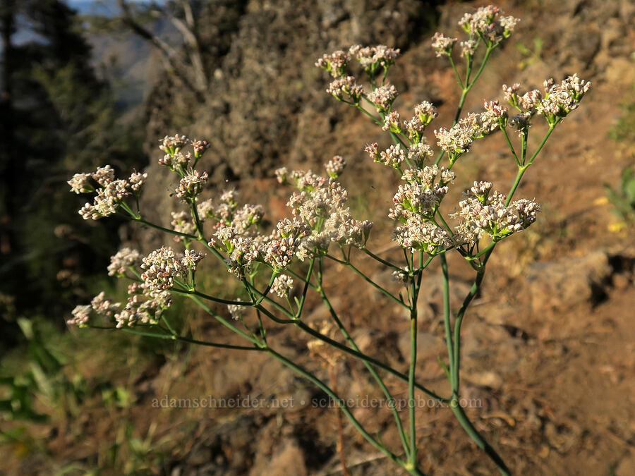 tall buckwheat (Eriogonum elatum) [Cedar Grove Botanical Trail, Malheur National Forest, Grant County, Oregon]