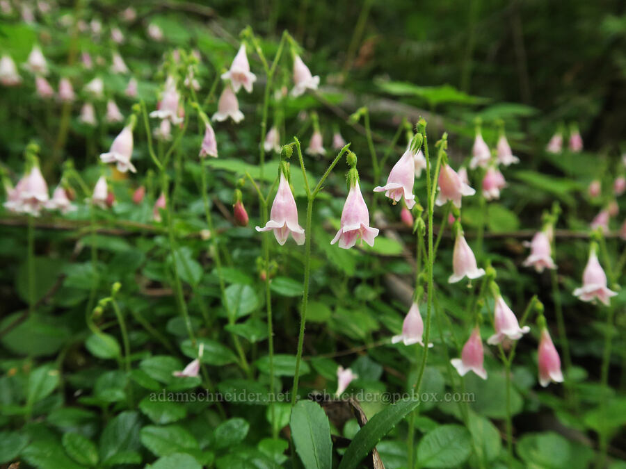 twinflowers (Linnaea borealis) [Cedar Grove Botanical Trail, Malheur National Forest, Grant County, Oregon]