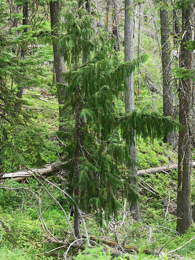 Alaska yellow cedar (Cupressus nootkatensis (Callitropsis nootkatensis)) [Cedar Grove Botanical Trail, Malheur National Forest, Grant County, Oregon]