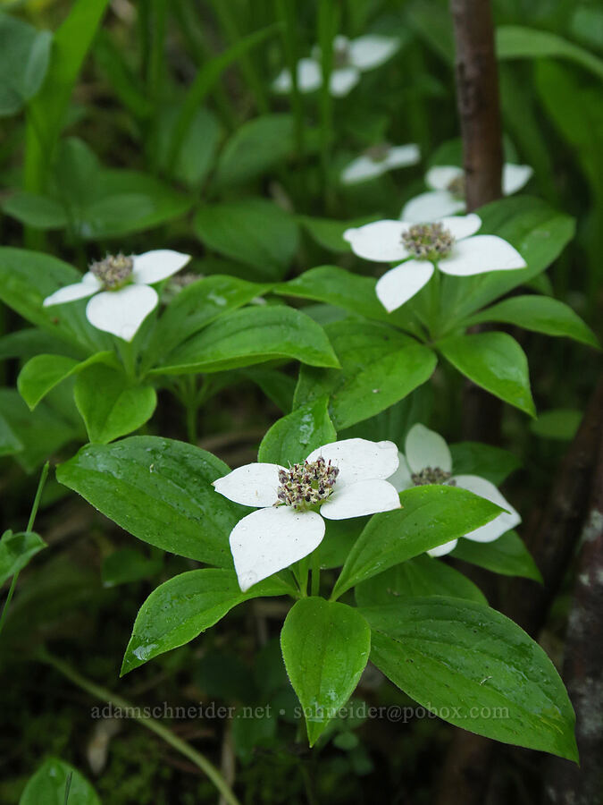 bunchberries (Cornus unalaschkensis (Cornus canadensis)) [Lake Eleanor Trail, Mt. Rainier National Park, Pierce County, Washington]