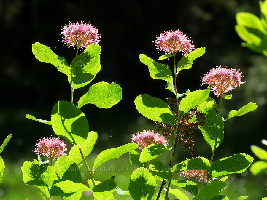 subalpine spirea (Spiraea splendens (Spiraea densiflora)) [Lake Eleanor Trail, Mt. Rainier National Park, Pierce County, Washington]