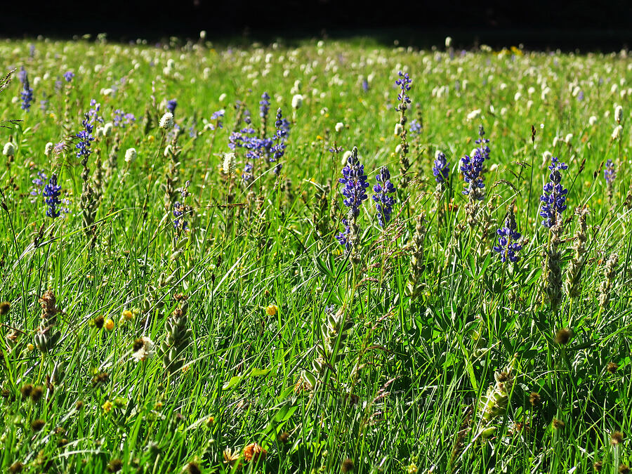 wildflowers [Lake Eleanor Trail, Mt. Rainier National Park, Pierce County, Washington]