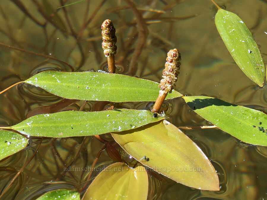 pondweed (Potamogeton sp.) [Lake Eleanor Trail, Mt. Rainier National Park, Pierce County, Washington]