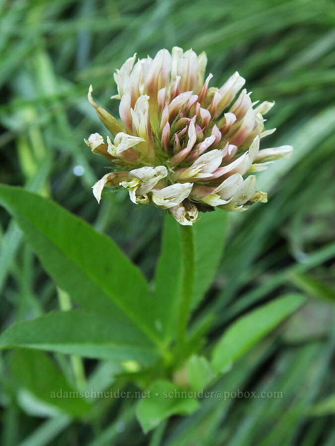 long-stalk clover (Trifolium longipes) [Lake Eleanor Trail, Mt. Rainier National Park, Pierce County, Washington]