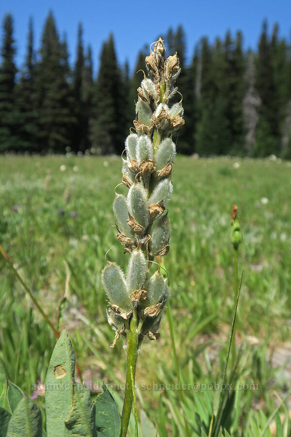 lupine, going to seed (Lupinus latifolius) [Grand Park, Mt. Rainier National Park, Pierce County, Washington]