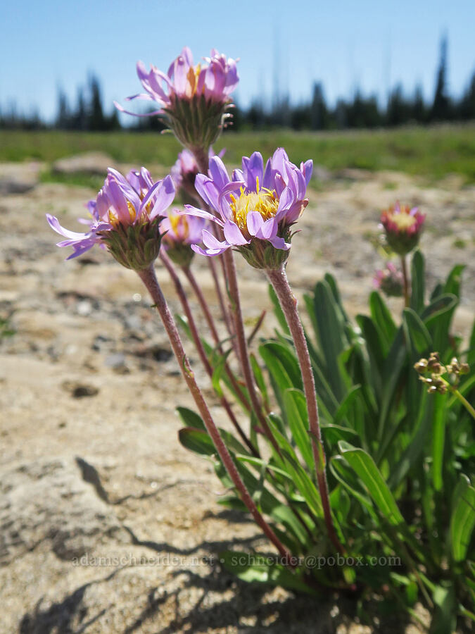 tundra asters (Oreostemma alpigenum var. alpigenum (Aster alpigenus)) [Grand Park, Mt. Rainier National Park, Pierce County, Washington]