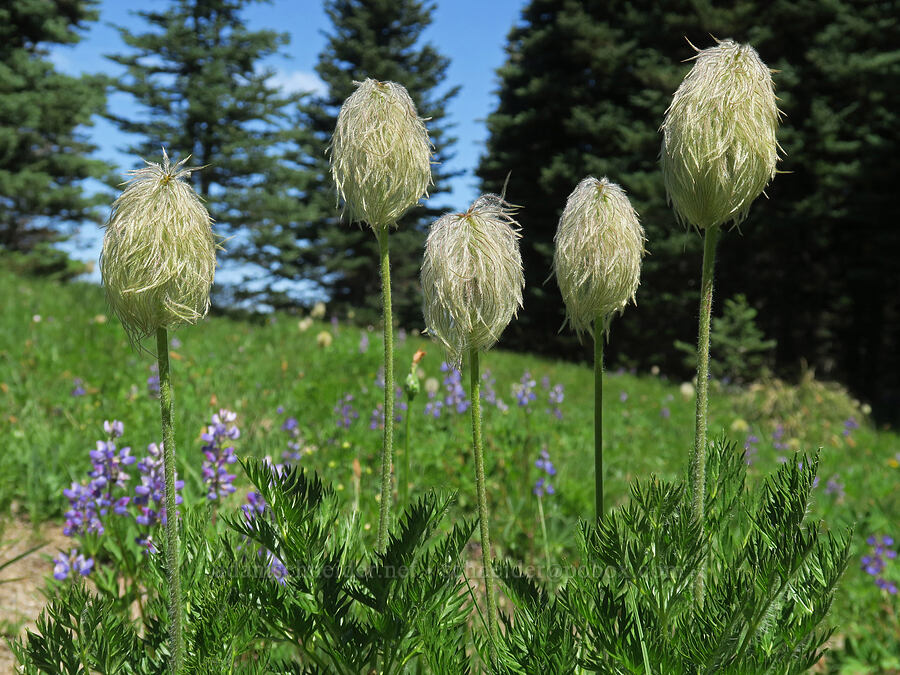 western pasqueflower seed heads (Anemone occidentalis (Pulsatilla occidentalis)) [Grand Park, Mt. Rainier National Park, Pierce County, Washington]