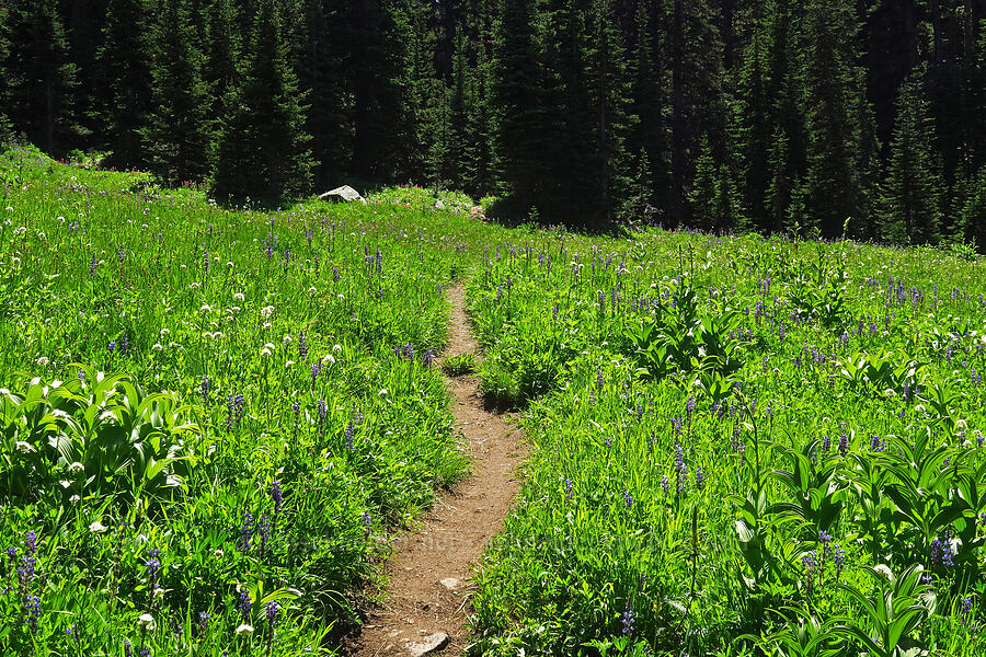 wildflowers [Northern Loop Trail, Mt. Rainier National Park, Pierce County, Washington]