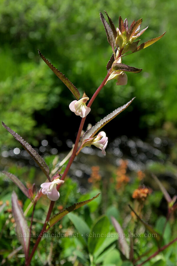 sickle-top lousewort (Pedicularis racemosa) [Berkeley Park, Mt. Rainier National Park, Pierce County, Washington]