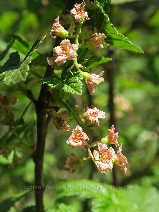 maple-leaf currant (Ribes acerifolium (Ribes howellii)) [Berkeley Park, Mt. Rainier National Park, Pierce County, Washington]