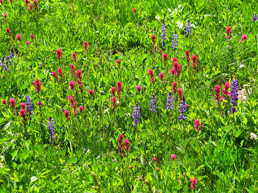 wildflowers [Berkeley Park, Mt. Rainier National Park, Pierce County, Washington]