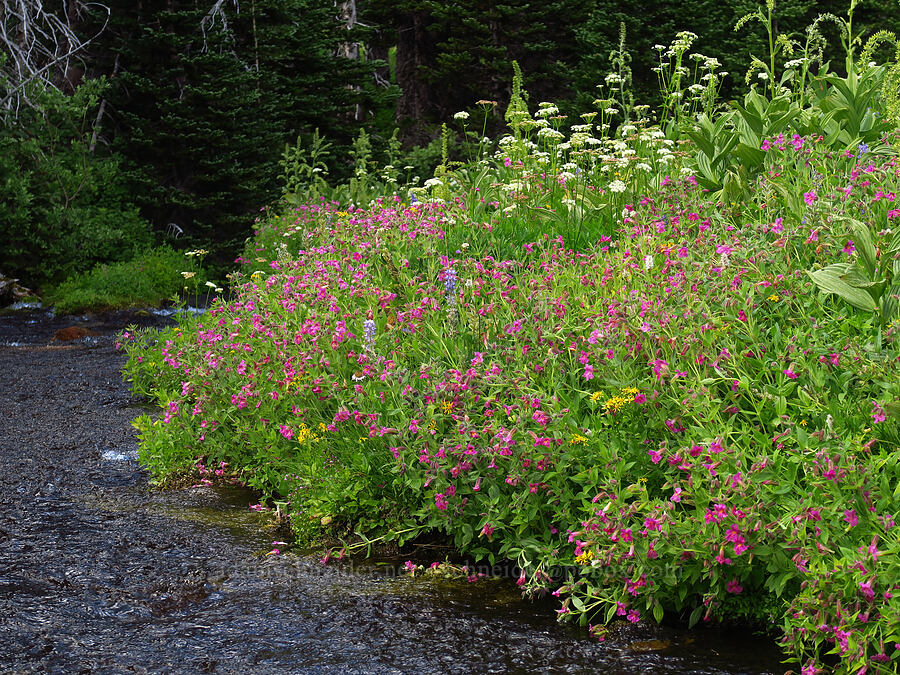 wildflowers & Lodi Creek [Berkeley Park, Mt. Rainier National Park, Pierce County, Washington]