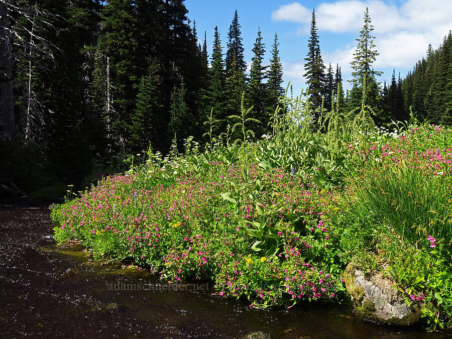 wildflowers & Lodi Creek [Berkeley Park, Mt. Rainier National Park, Pierce County, Washington]