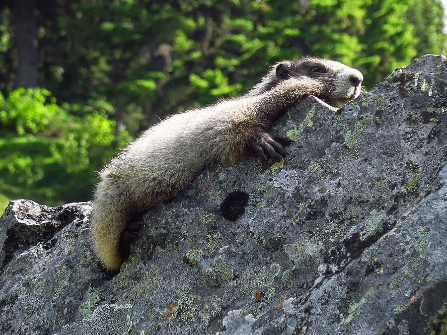 lazy marmot (Marmota caligata) [Berkeley Park, Mt. Rainier National Park, Pierce County, Washington]