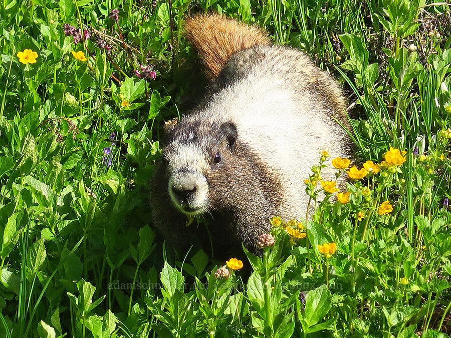 hoary marmot (Marmota caligata) [Berkeley Park, Mt. Rainier National Park, Pierce County, Washington]